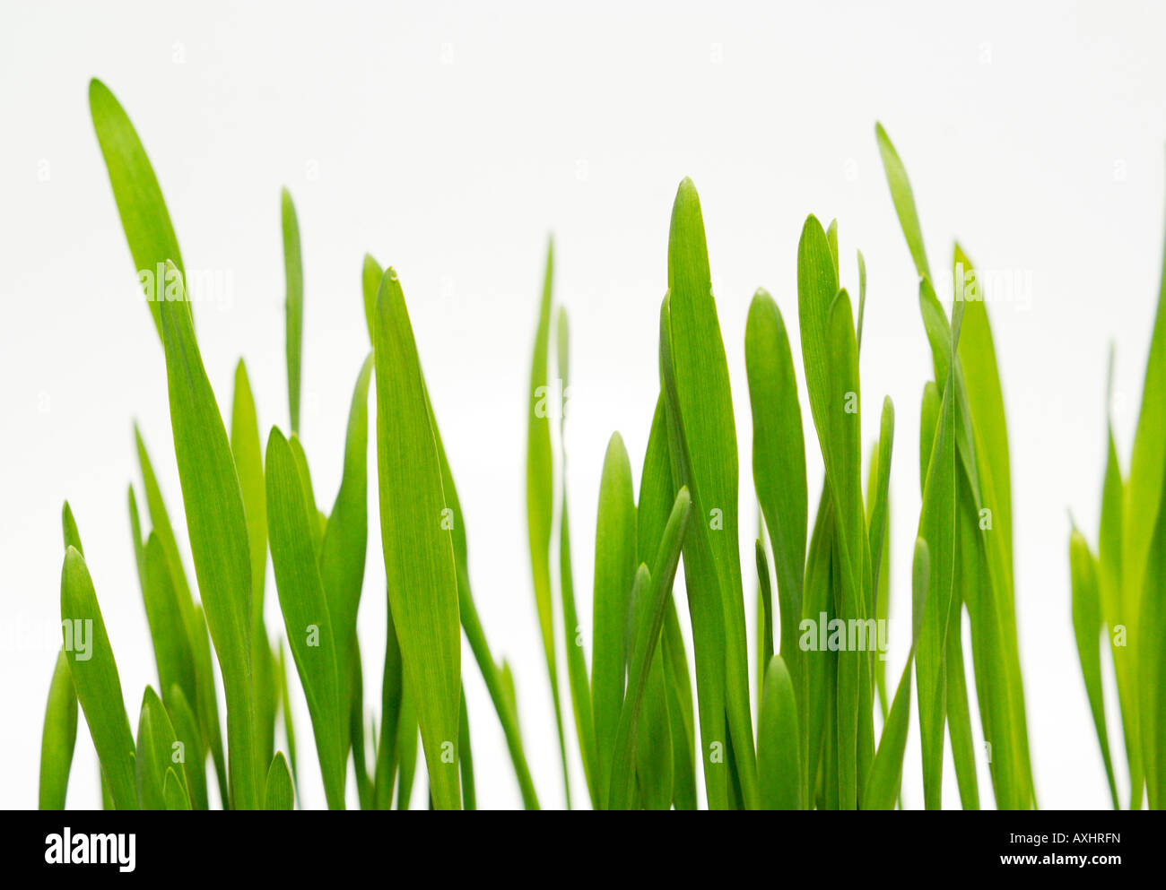 Blades of Grass Stock Photo Alamy