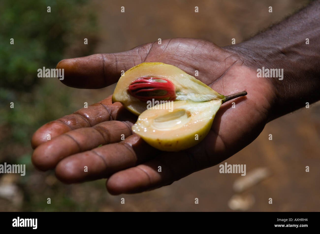 Tanzania Zanzibar nutmeg is an important cash crop in Zanzibar Stock