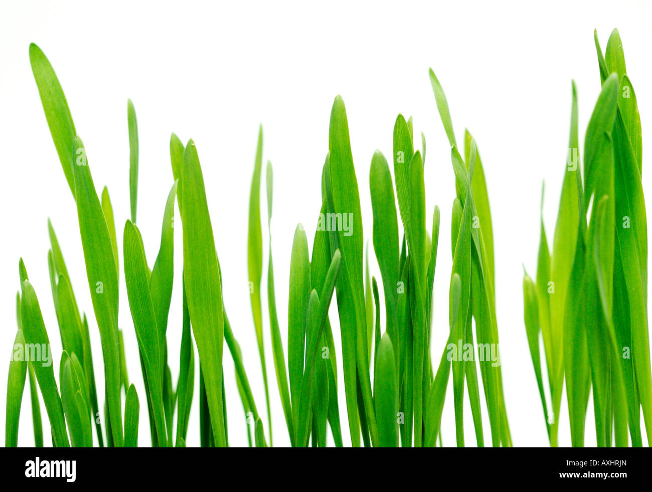 Blades of Grass Stock Photo Alamy