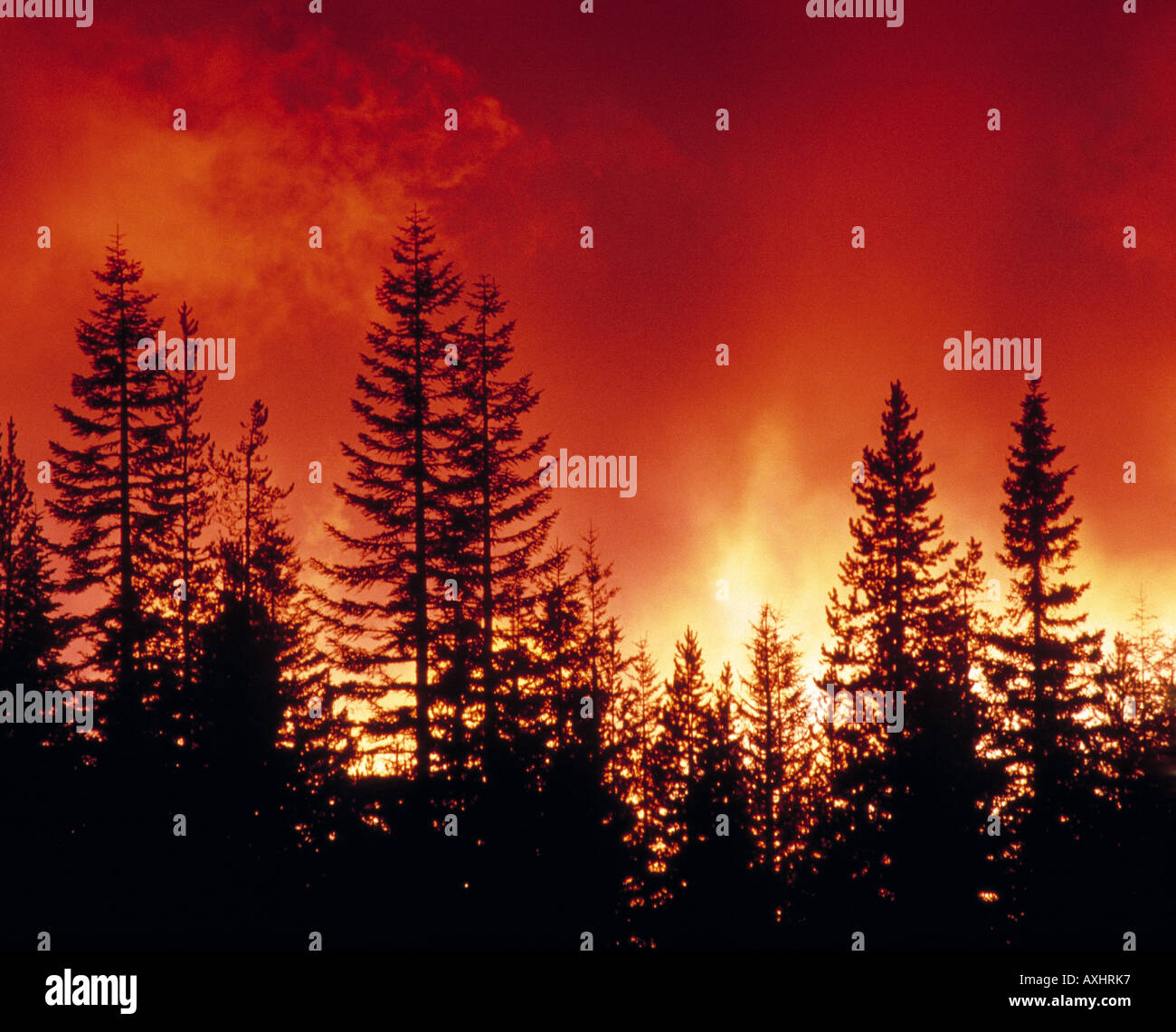 Forest Fire at Night Stock Photo