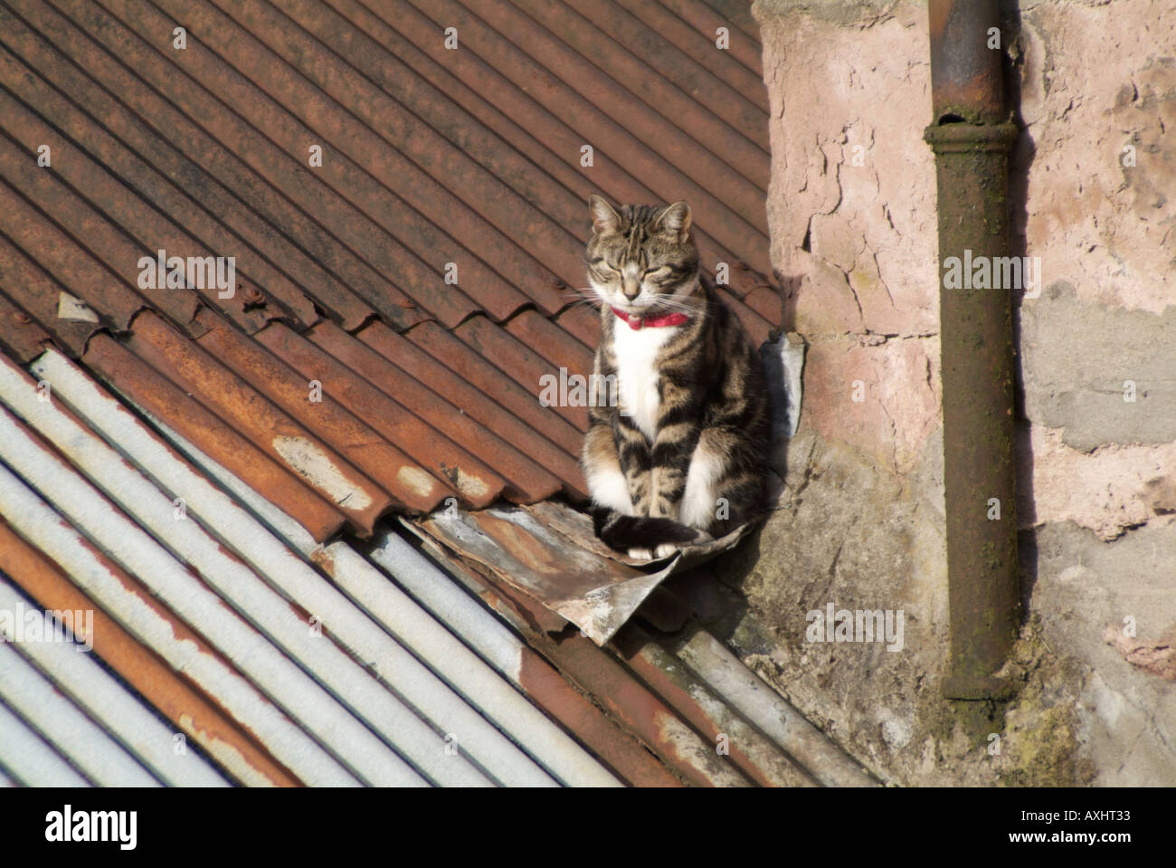 Cat napping in the sunshine on a corrugated iron roof Stock Photo