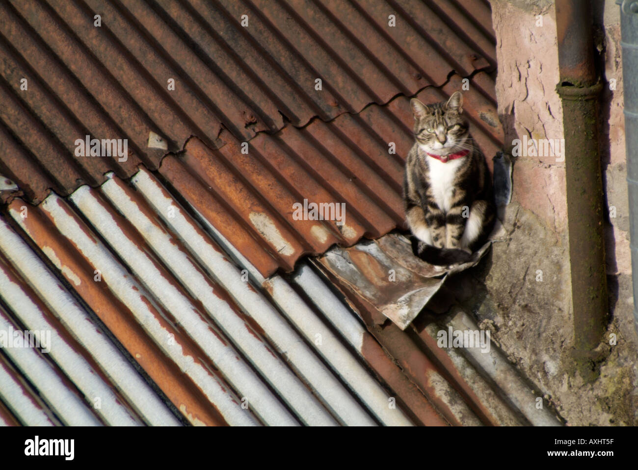 Cat with red collar sitting on a corrugated iron roof Stock Photo - Alamy