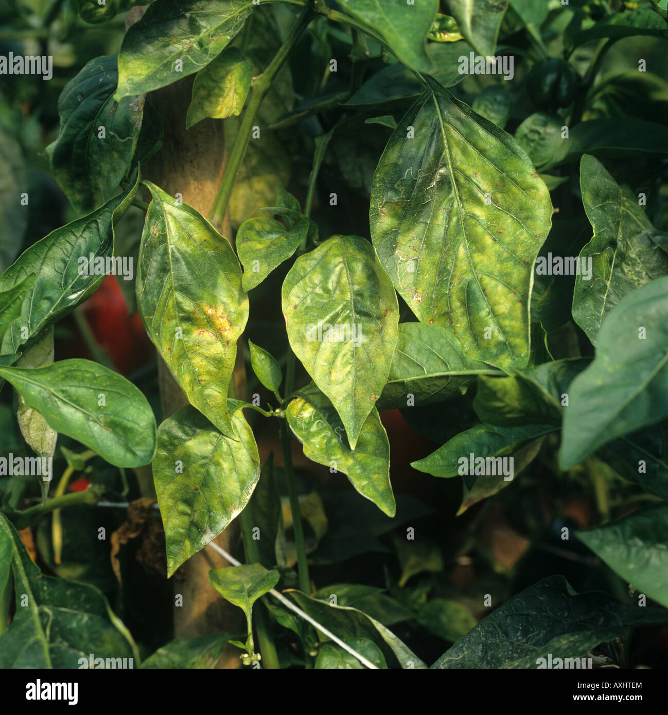 Powdery mildew Leveillula taurica infection on sweet pepper leaf Portugal Stock Photo