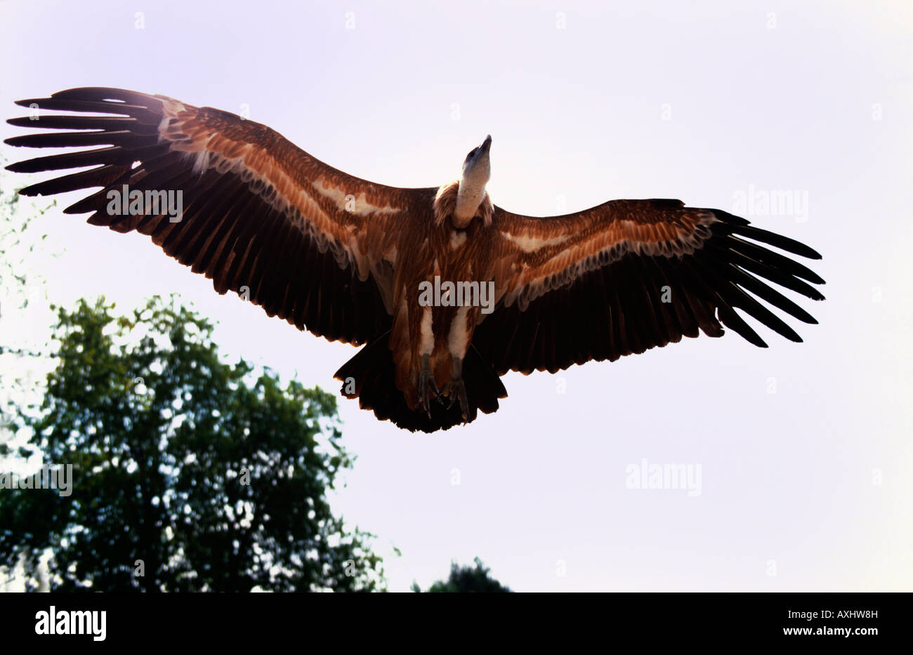 Vautour Fauve Gaensegeier Griffon Vulture Gyps Fulvus In Flight sfresser Altweltgeier Animals Asia Asien Aves Birds Europa Eur Stock Photo Alamy