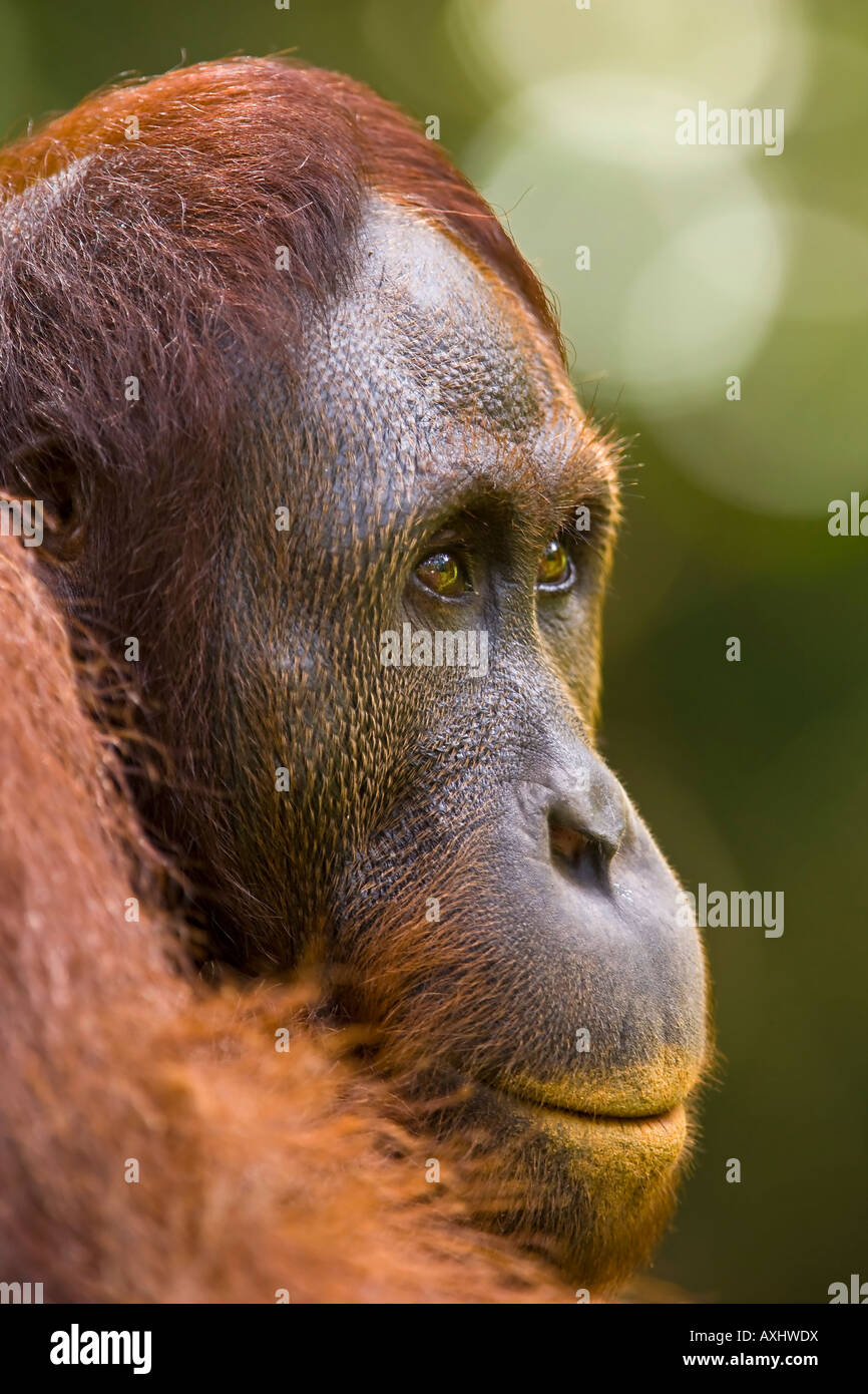 PORTRAIT OF A BORNEAN ORANGUTAN  Pongo pygmaeus Stock Photo