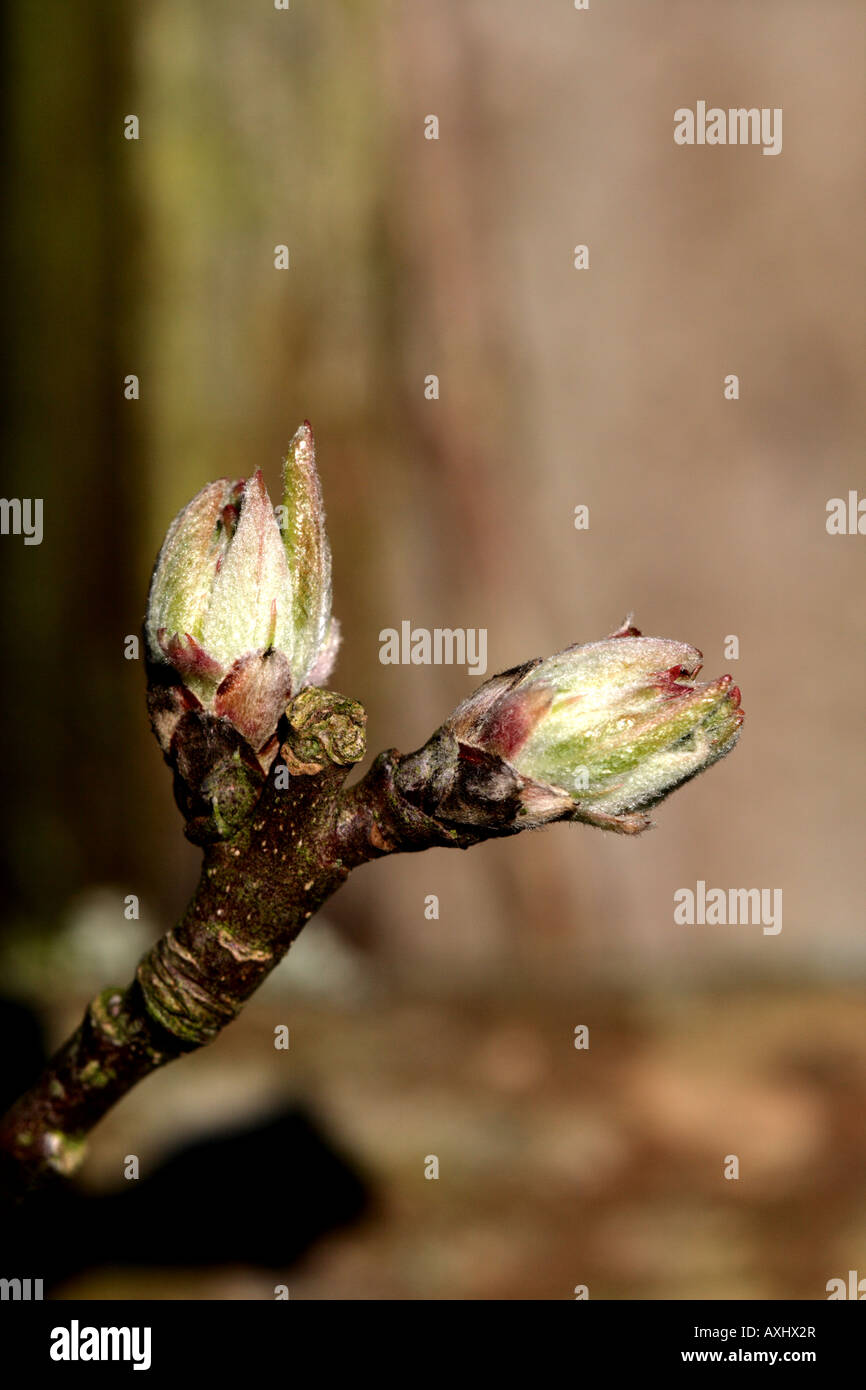 Wildflowers uk spring insects hi-res stock photography and images - Alamy