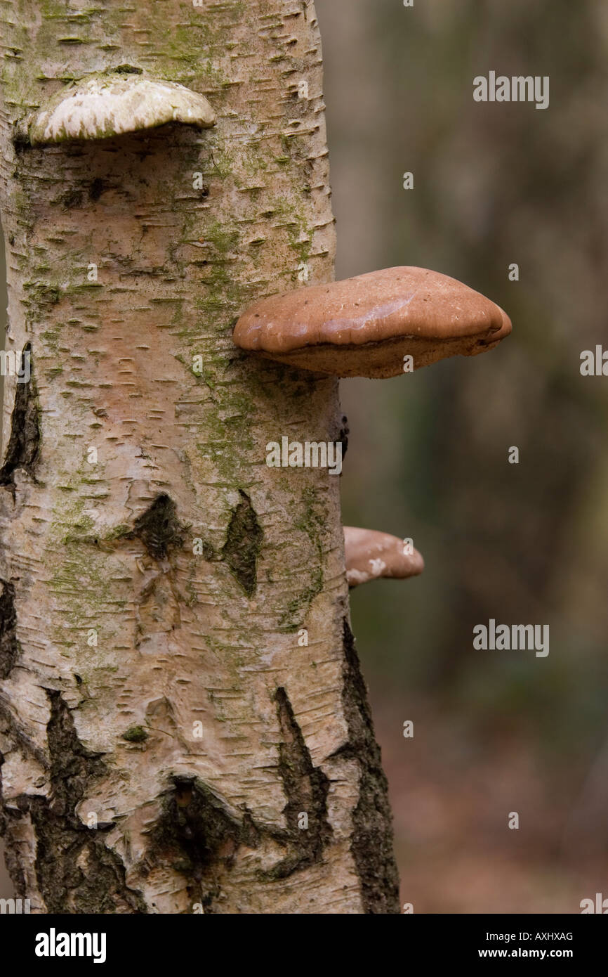 Birch Polypore, Fungi, UK Stock Photo