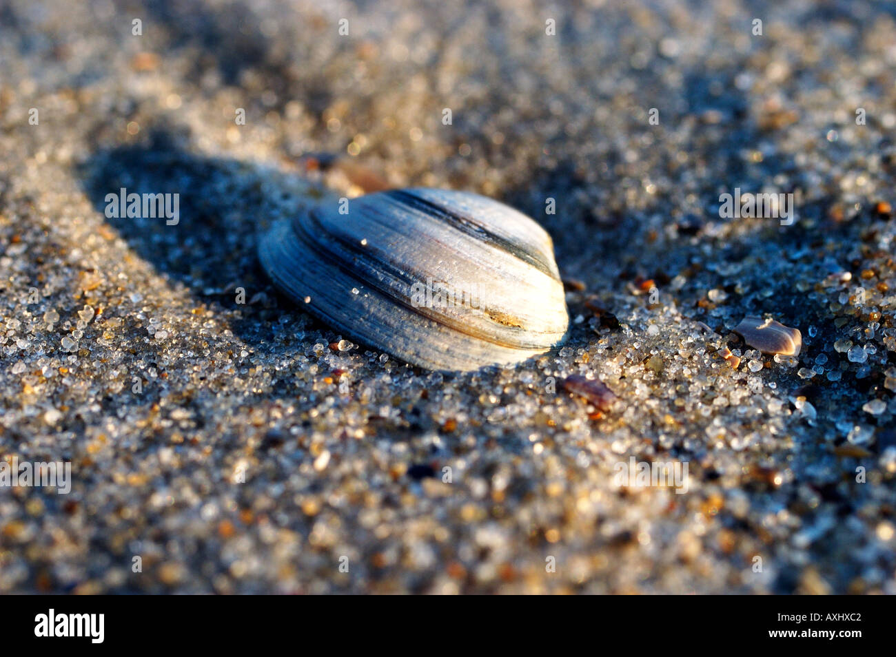 Shell mussel in sand hi-res stock photography and images - Alamy