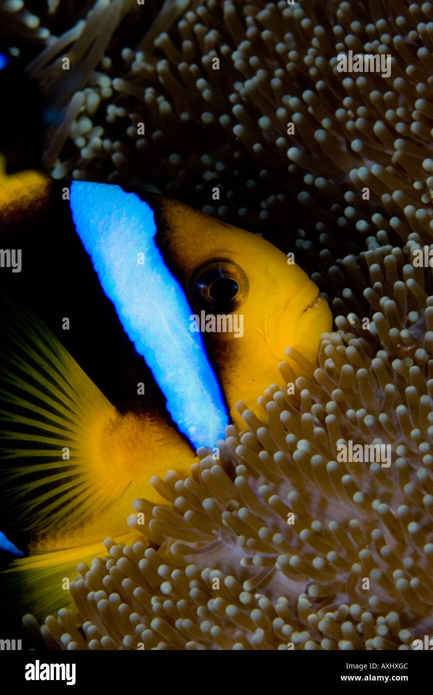 CLOSEUP OF AN ORANGE FIN ANEMONEFISH AMPHIPRION CHRYSOPTERUS SNUGGLED INTO THE TENTACLES OF ITS HOST ANEMONE Stock Photo