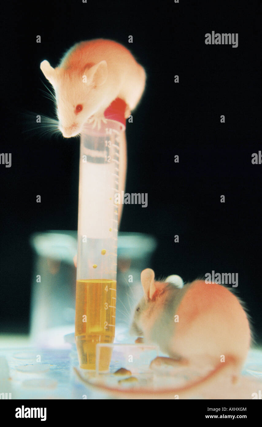 Lab mice hires stock photography and images Alamy