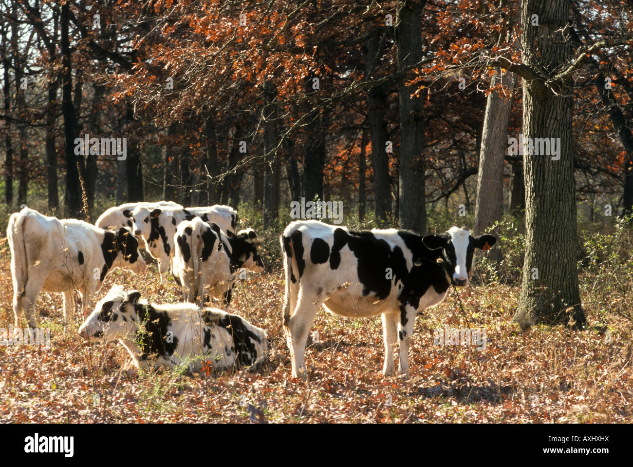 WISCONSIN Holstein dairy cows standing and lying in wooded pasture fall day Stock Photo Alamy