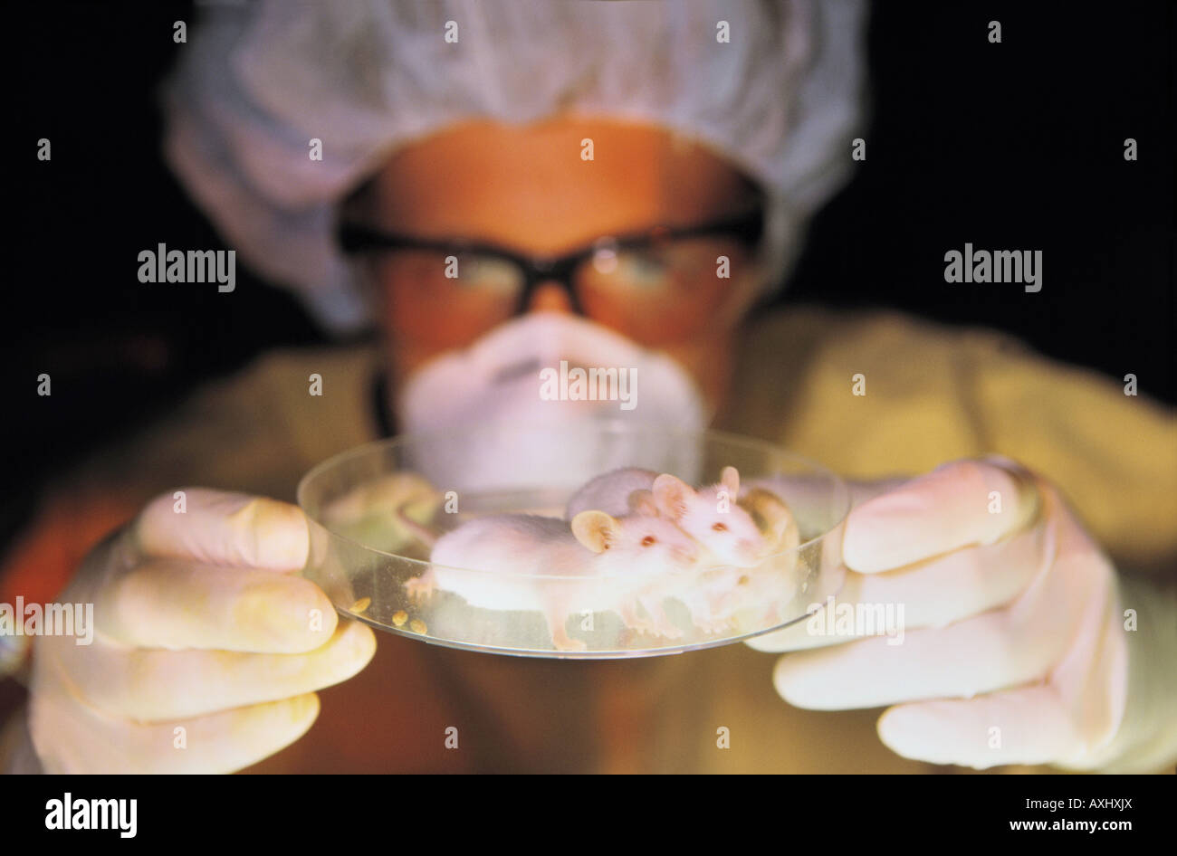 Lab mice hires stock photography and images Alamy