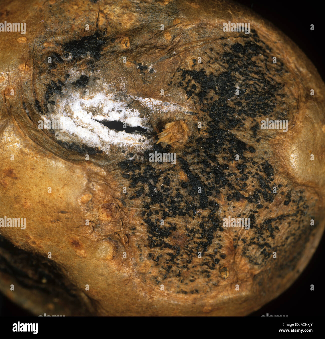 Gangrene Phoma exigua var foveata mycelium and pycnidia on a potato tuber surface Stock Photo
