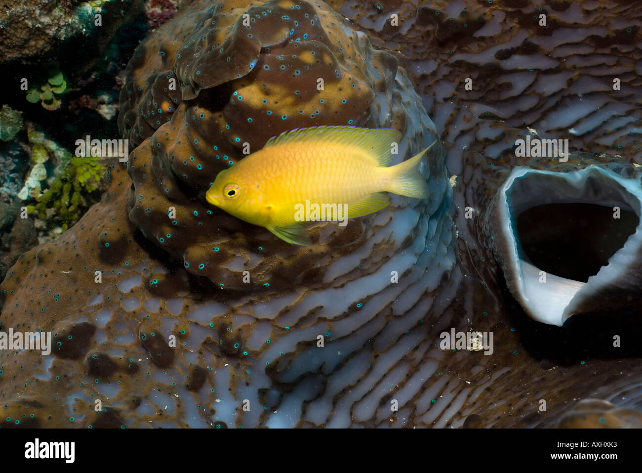 CLOSE UP OF A GOLDEN DAMSELFISH AMBLYGLYPHIDODON AUREUS NEXT TO THE OPEN SIPHON OF A GIANT TRIDACNA CLAM TRIDACNA GIGAS Stock Photo