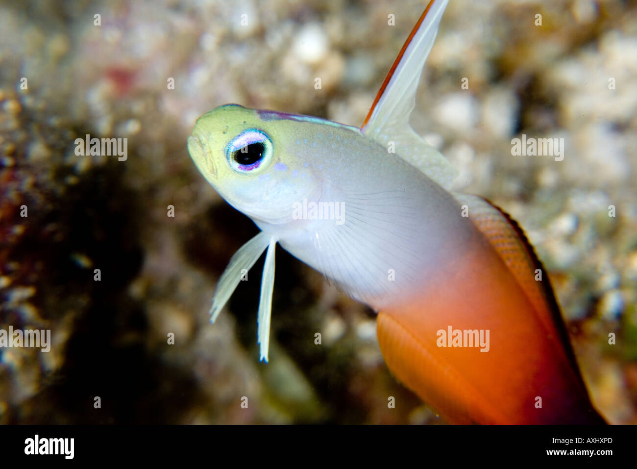 Angry Looking Fish