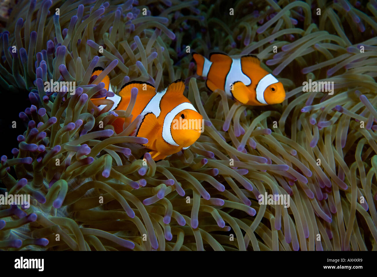 A PAIR OF FALSE CLOWN ANEMONEFISH AMPHIPRION OCELLARIS AMID THE PURPLE TIPPED TENTACLES OF A GIGANTIC SEA ANEMONE Stock Photo