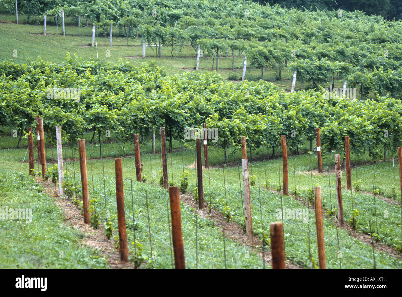 WISCONSIN Prairie du Sac Newly planted and established grape vines
