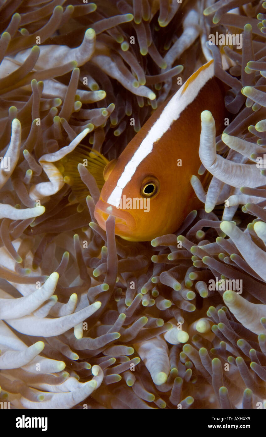 AN ORANGE ANEMONEFISH AMPHIPRION SANDARACINOS PEERS FROM A BED OF TENTACLES FROM A LEATHERY SEA ANEMONE HETERACTIS CRISPA Stock Photo