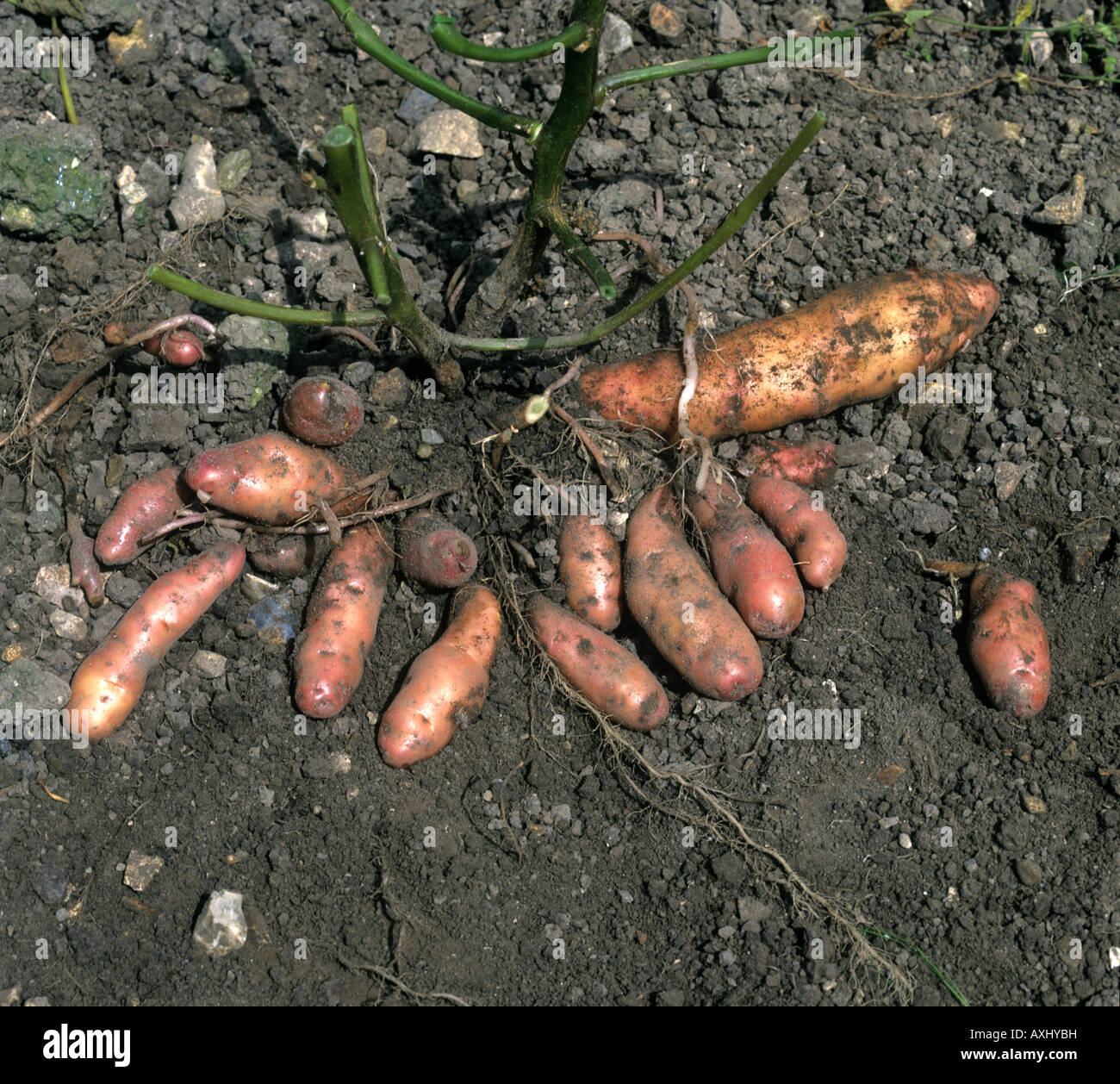 Pink fir apple potatoes exposed in the soil at harvest Stock Photo