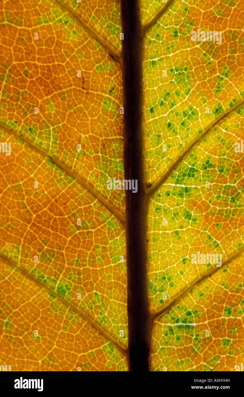 feuilles en transparences pour montrer l architecture vegetale Sheet transparencies to show architecture Vegetale Stock Photo