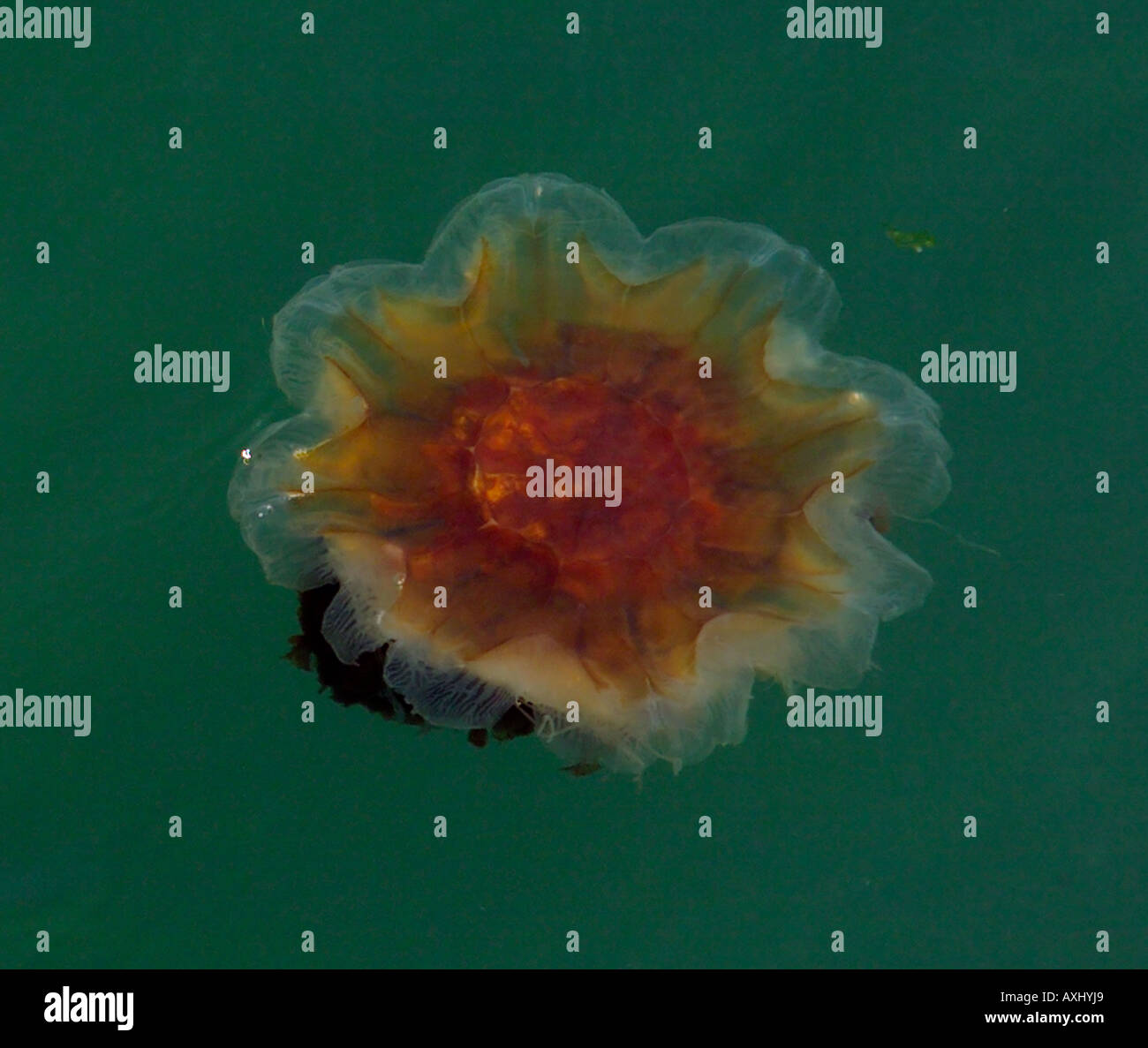 Jellyfish Swimming Anglesey North West Wales Stock Photo Alamy