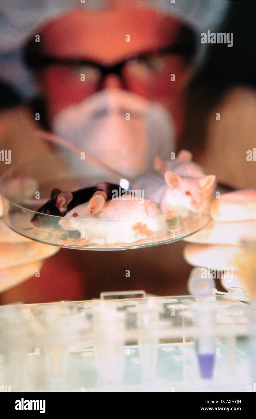 scientist with laboratory test mouse genemodified GMO Stock Photo Alamy