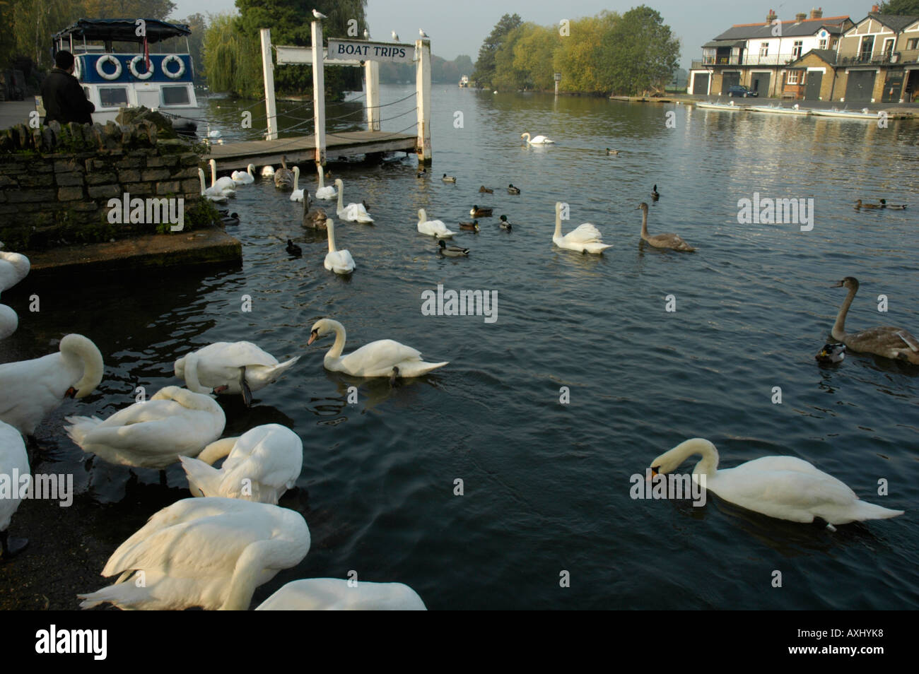 Swans on the River Thames at Windsor England Stock Photo