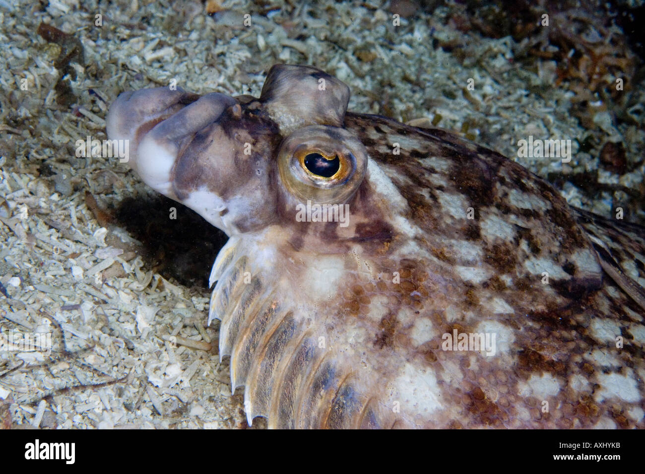 A TYPE OF RIGHTEYE FLOUNDER PLEURONECTIDAE SP PACIFIC NORTHWEST Stock