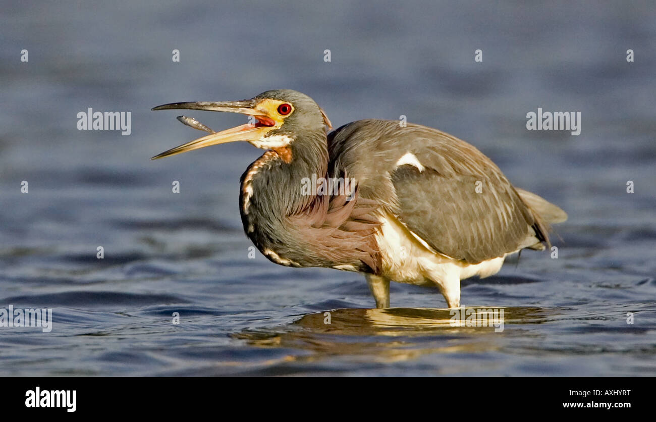 Tricolor or Louisiana Heron about to swallow fish. Stock Photo