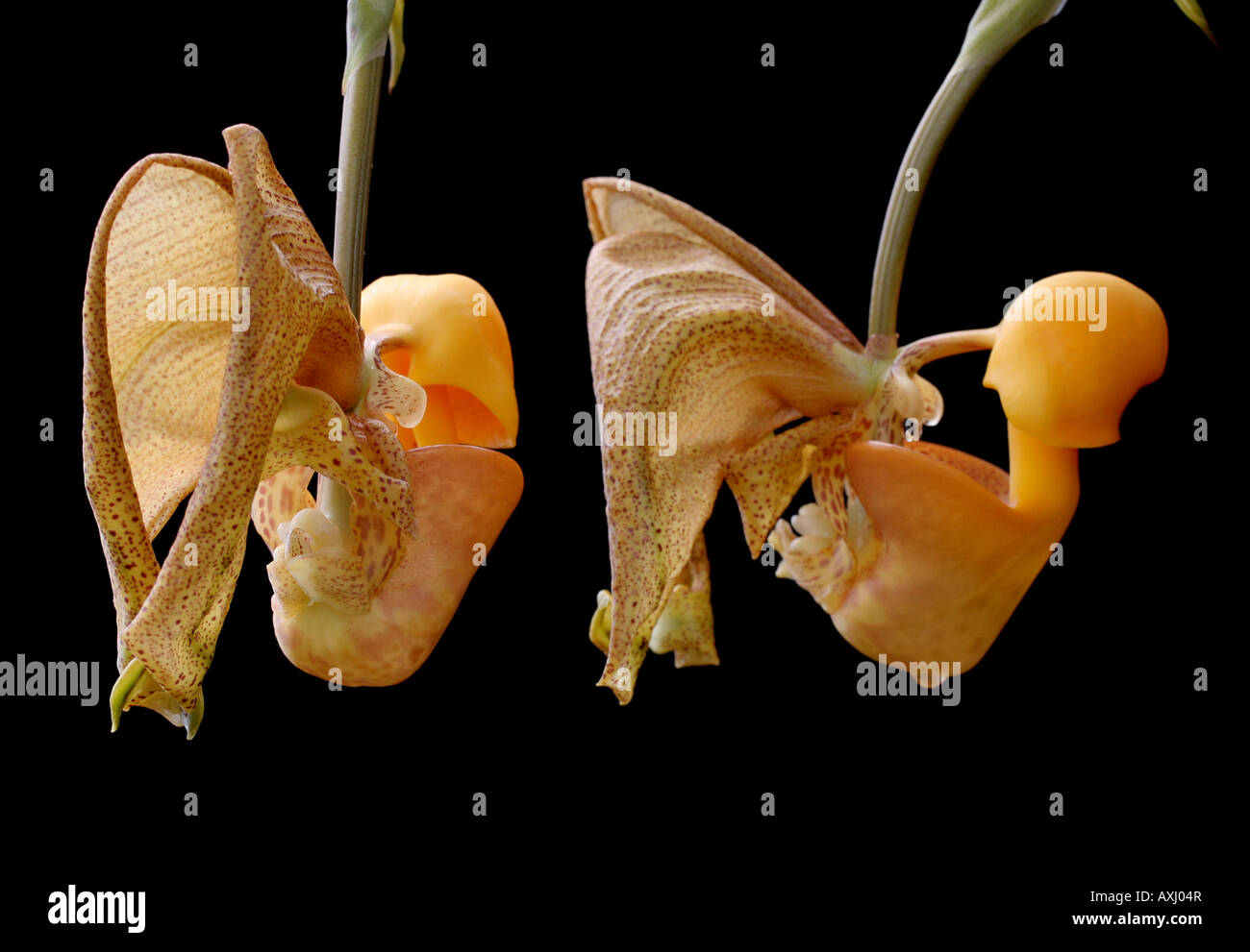 Two flowers of a bucket orchid, Coryanthes speciosa Stock Photo