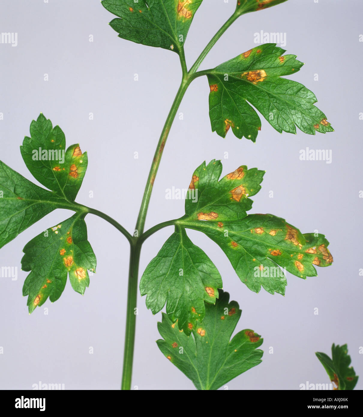 Leaf spot Septoria apiicola on flat leaves of continental parsley Stock Photo
