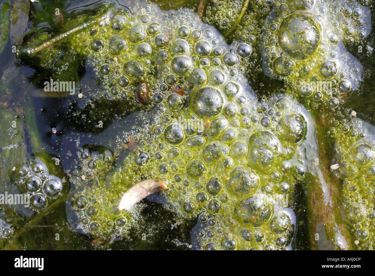 Algal bloom on the surface of a pond Stock Photo Alamy