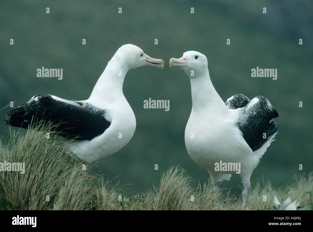 Southern Royal Albatross, (Diomedea epomophora) WILD, Campbell Island, New Zealand sub-Antarctic Islands THREATENED Stock Photo