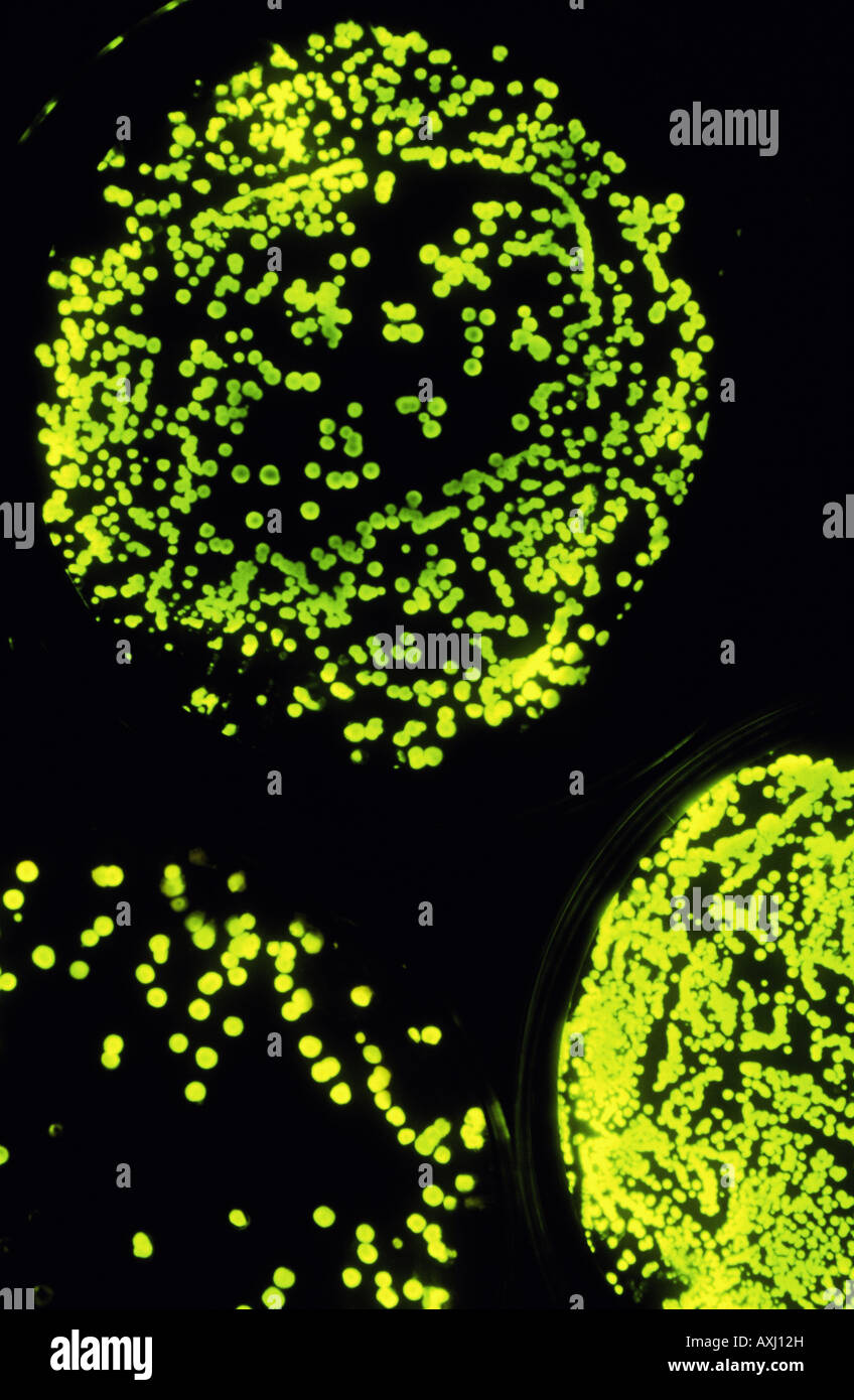 isolated colonies of light emitting bacteria GMO Stock Photo