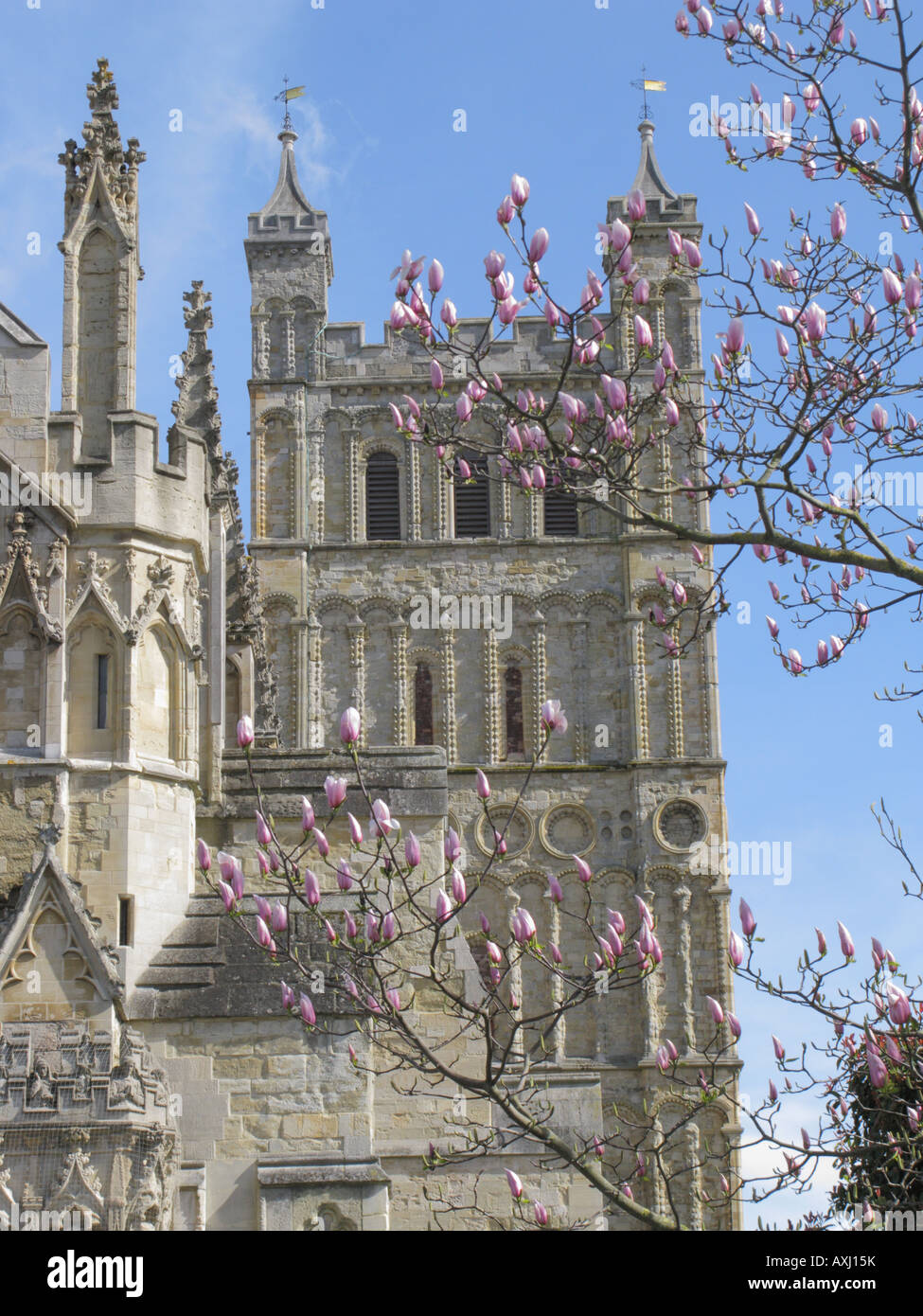 Spring In Exeter Exeter Cathedral Spring Magnolia Blossom Devon England Stock Photo - Alamy