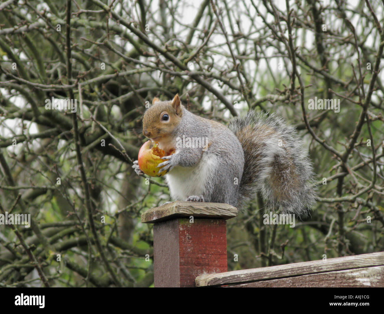 Eastern Gray Squirrel Sciurus Carolinensis eating apple Devon England Stock Photo Alamy