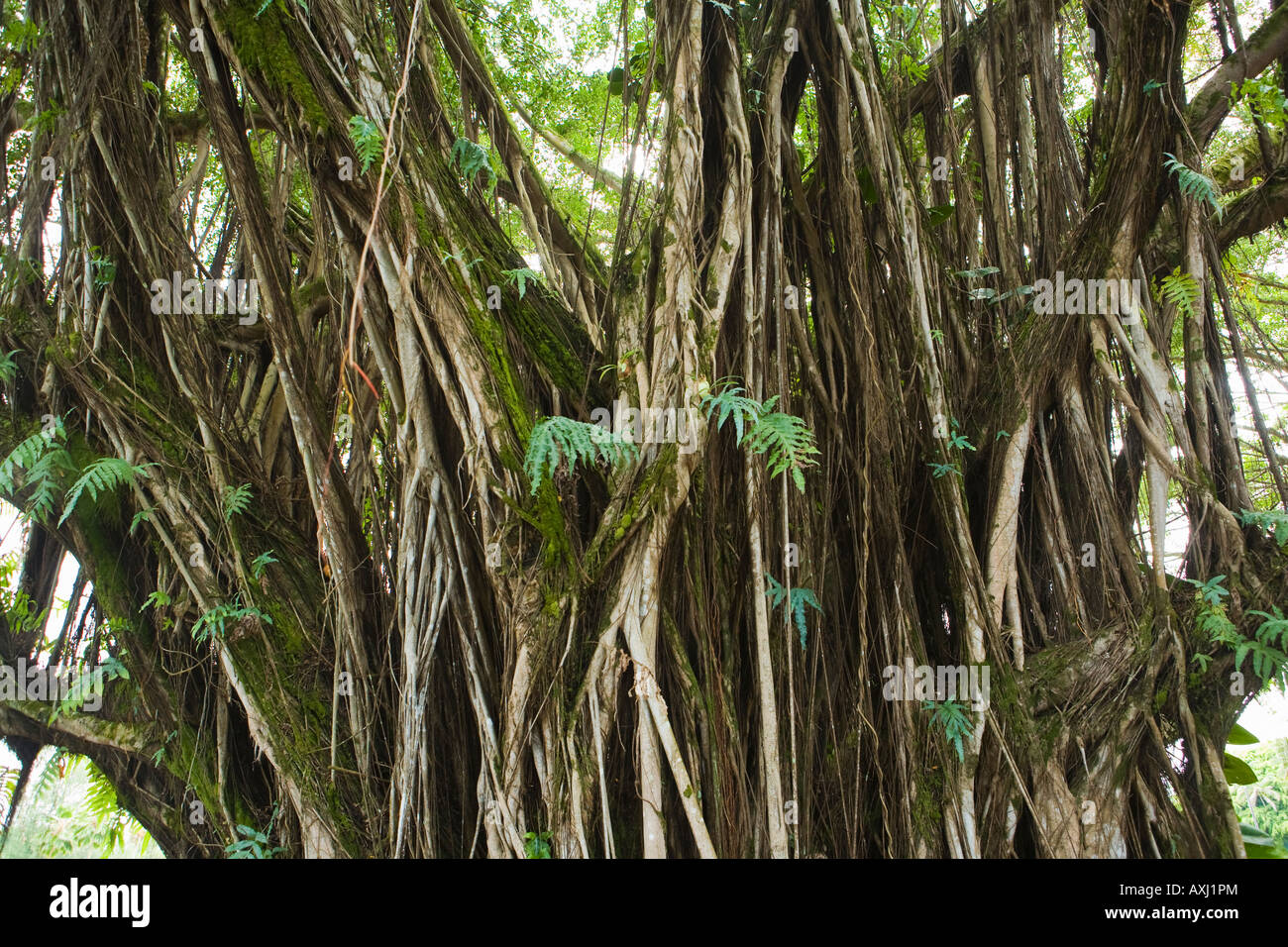 Banyan tree in Hilo Hawaii Stock Photo Alamy
