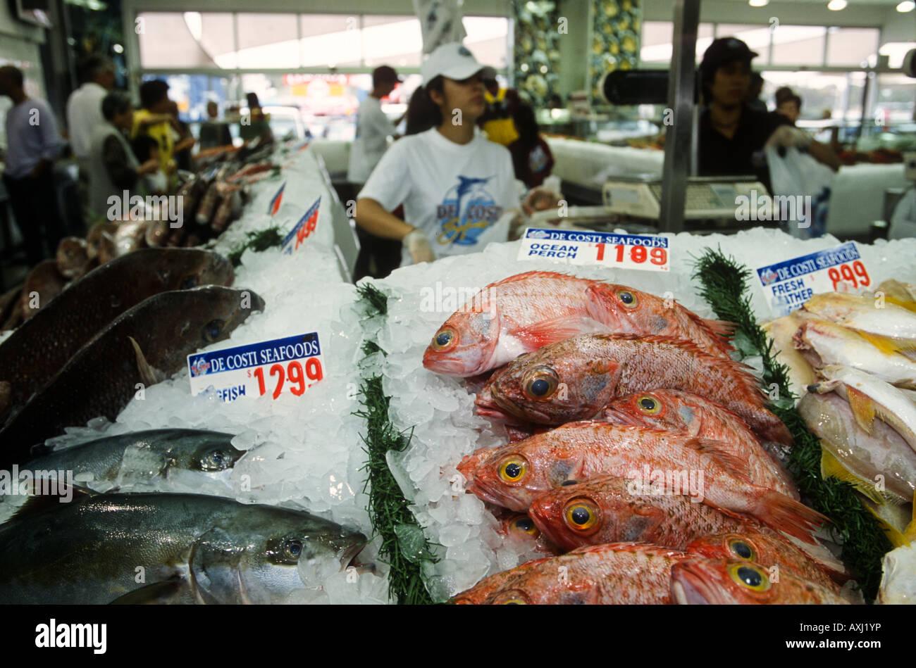 AUSTRALIA Sydney Ocean perch displayed for sale on ice