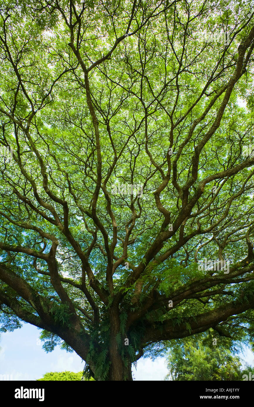 A Monkey Pod Tree in Hilo Hawaii Stock Photo
