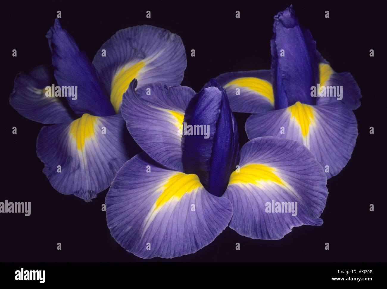 Iris Flowers, three, close-up Stock Photo