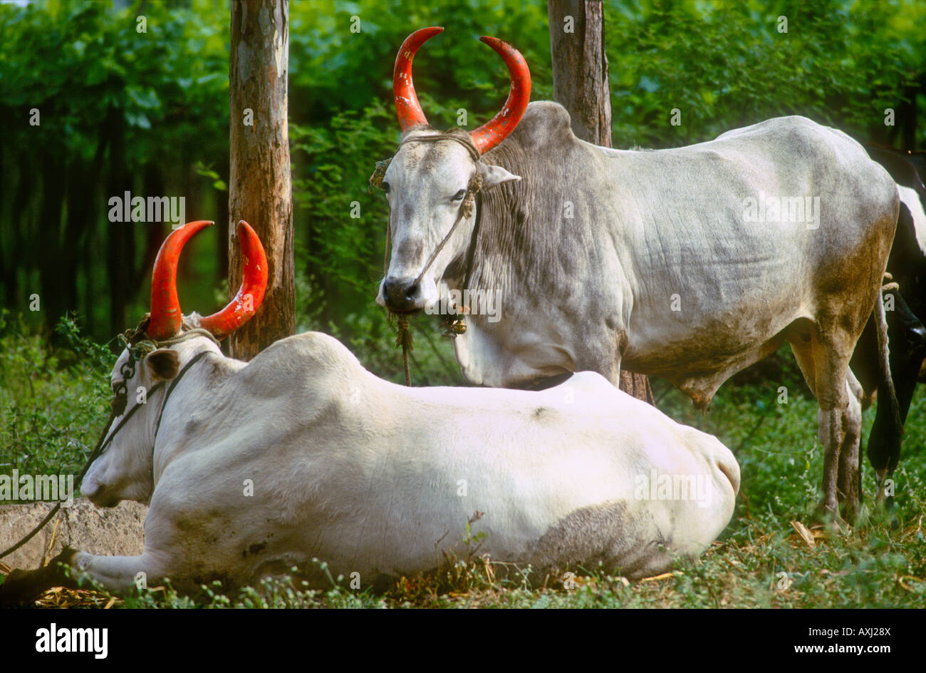 Red painted horns Brahmin Bulls India Stock Photo