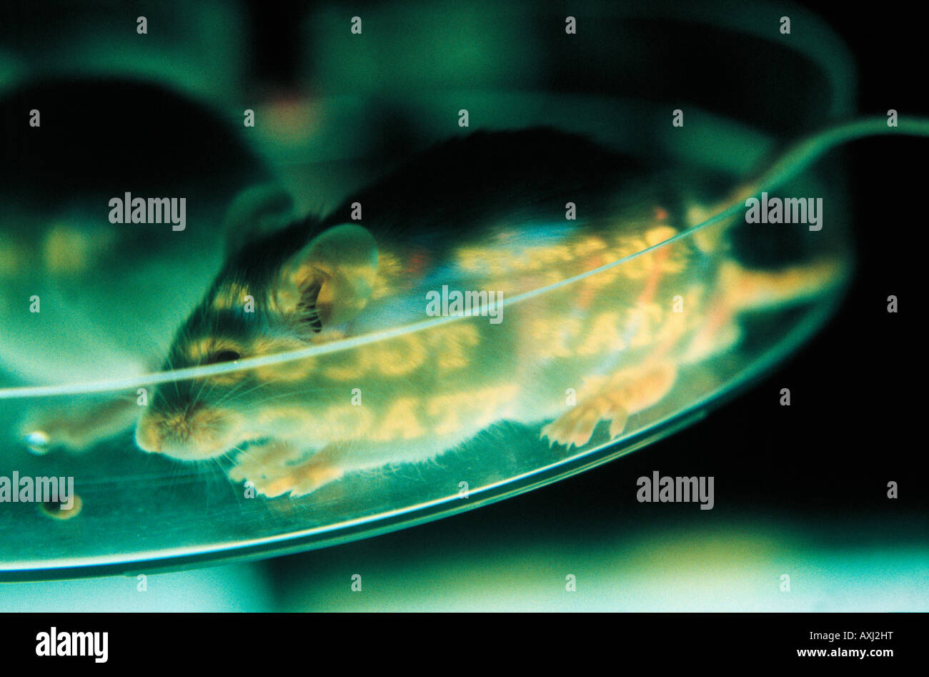 gene modified mouse in laboratory GMO Stock Photo Alamy