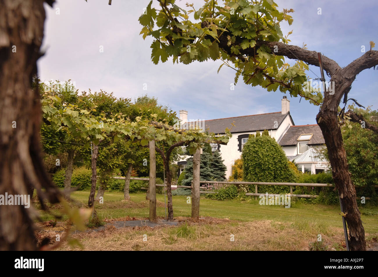 A VINEYARD AND FARMHOUSE UK Stock Photo Alamy