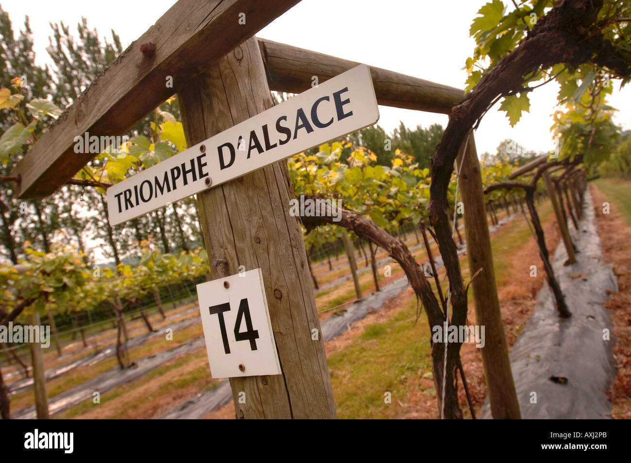 A VINEYARD GROWING THE VARIETY TRIOMPHE D ALSACE UK Stock Photo Alamy