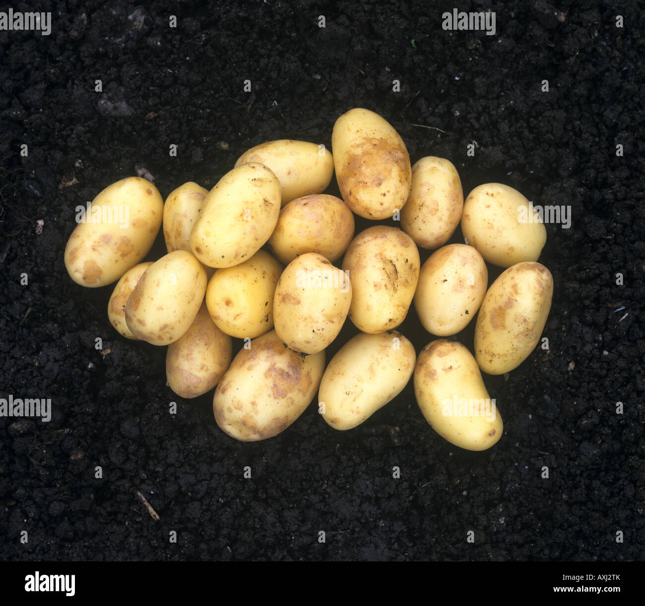 Washed potato crop after harvest variety Nicola Stock Photo
