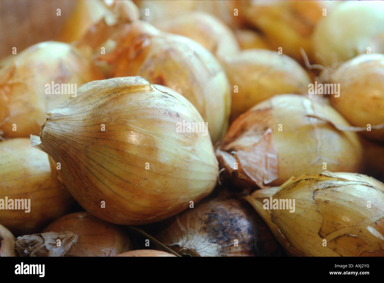 ILLINOIS Richmond Organic Walla Walla onions piled together organic farming Stock Photo