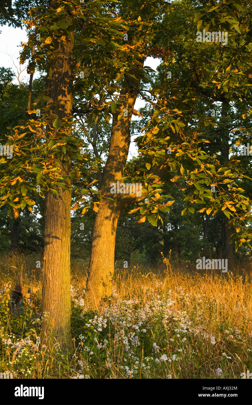 Oak woods hi-res stock photography and images - Alamy