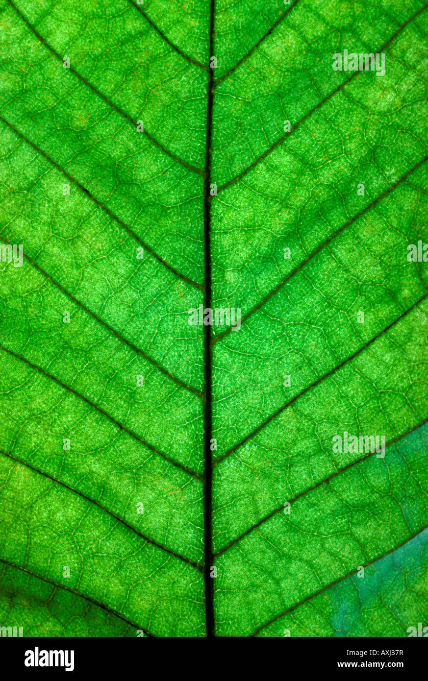 feuilles en transparences pour montrer l architecture vegetale Sheet transparencies to show architecture Vegetale Stock Photo