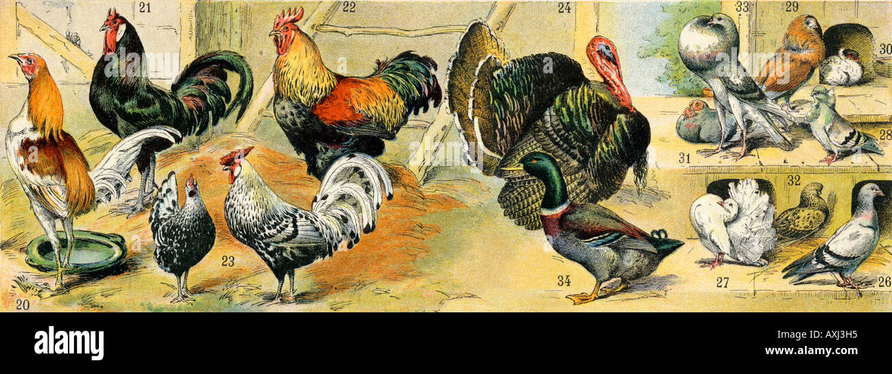 Domestic poultry. Color lithograph Stock Photo