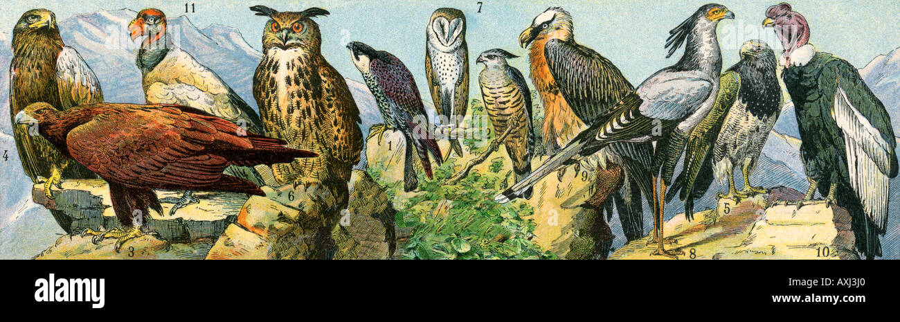 Raptor birds including owl condor and other birds of prey. Color lithograph Stock Photo